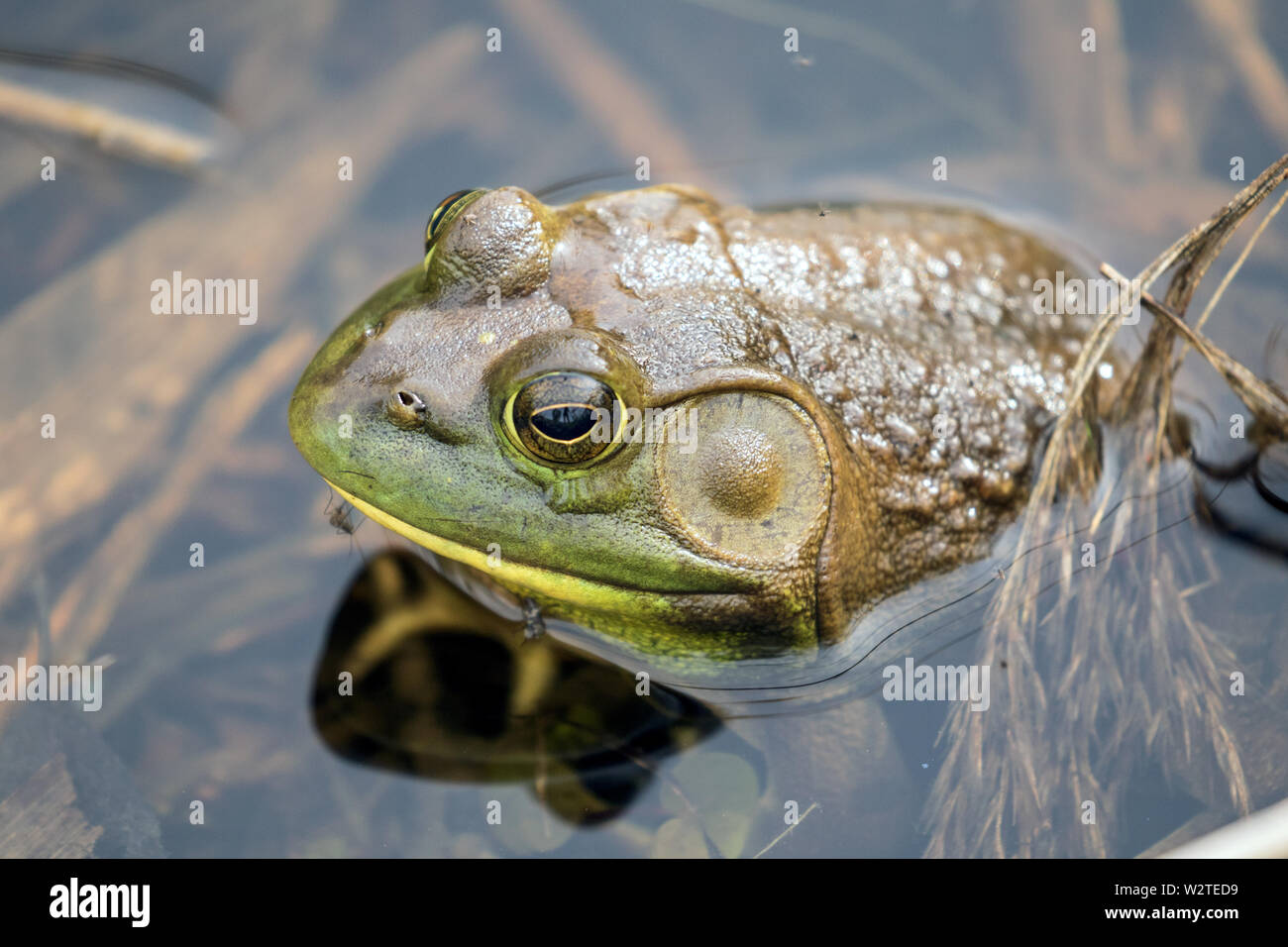 Nahaufnahme der männlichen amerikanischen Bullfrog im Teich, Ontario, Kanada. Der wissenschaftliche Name dieser Frosch ist Lithobates catesbeianus. Stockfoto