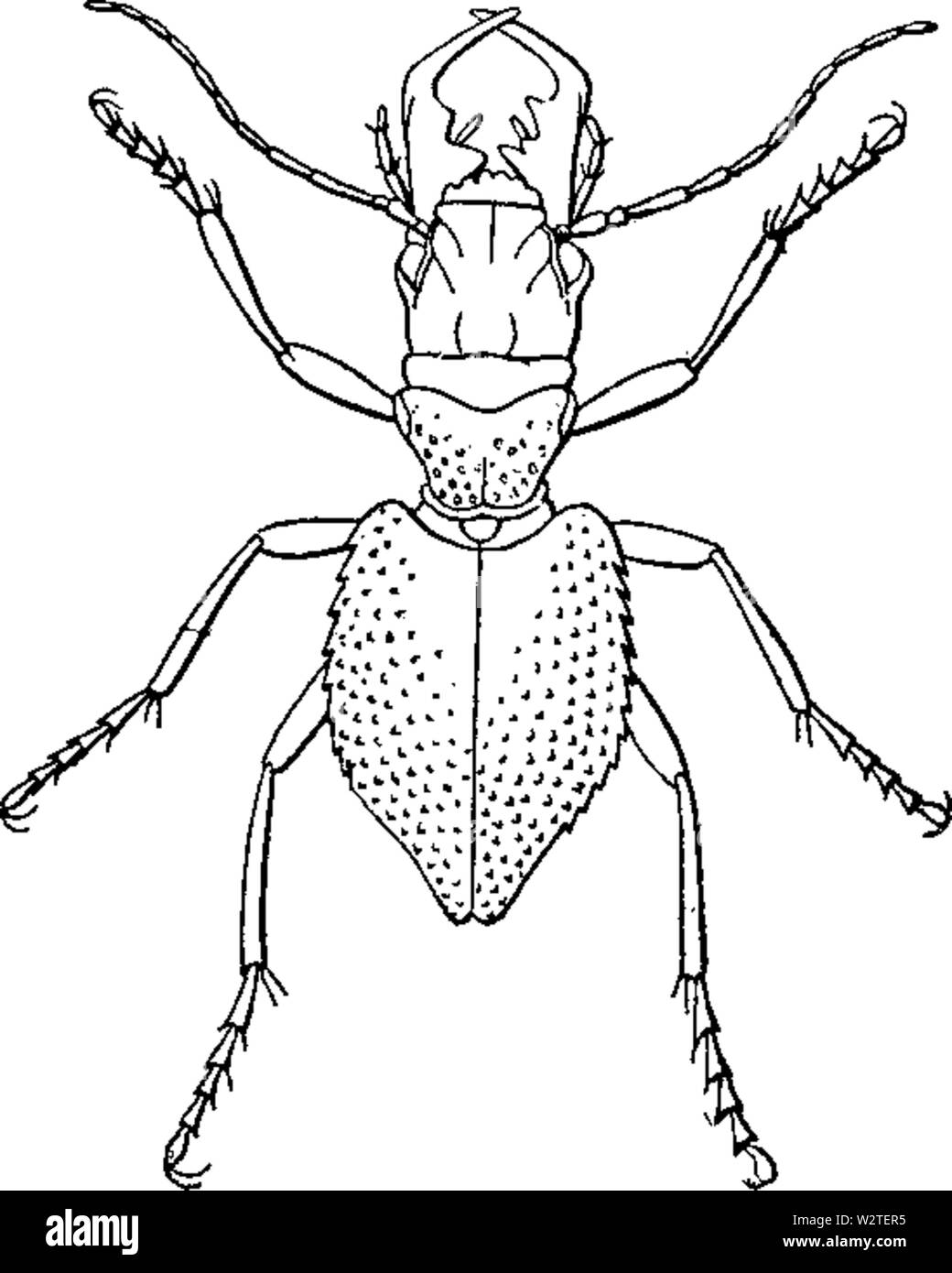 EB 1911 Manticora tuberculata Stockfoto