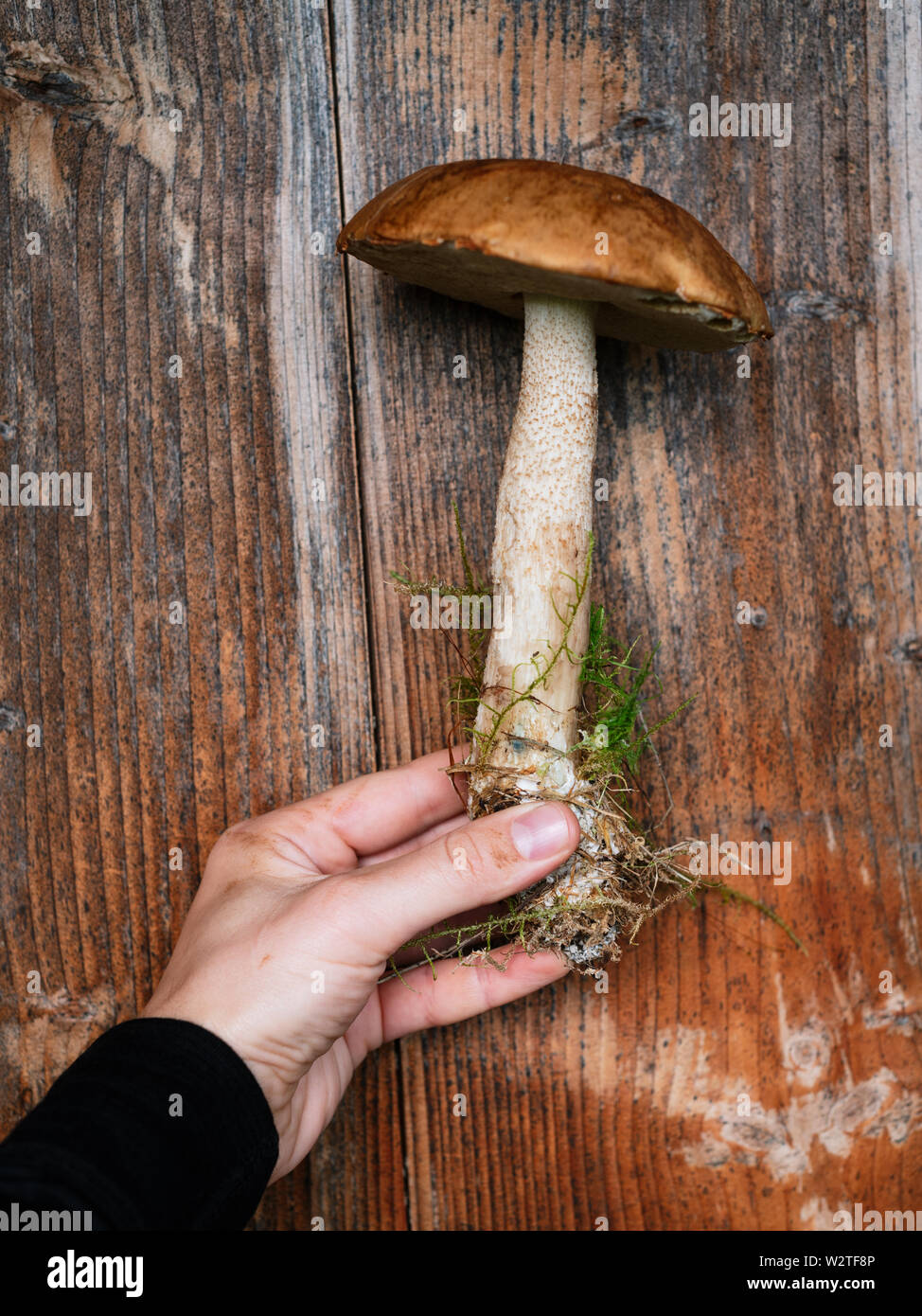 Boletus mushroom (braun cap Steinpilze) vor dem Hintergrund der gealterte Holzdielen. Wald im Herbst Gaben der Natur Stockfoto