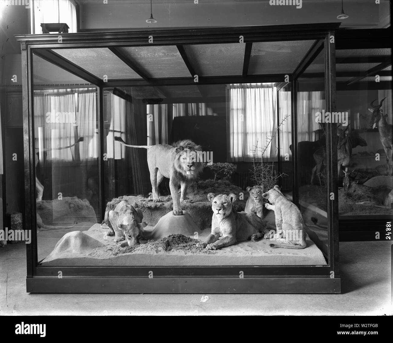 Im April 1913, East African Lions, aus dem Smithsonian-Roosevelt African Expedition (1909/10) und George B. Turner montiert, sind in Säugetier Halle in der neuen United States National Museum, das National Museum of Natural History. Das Gebäude wurde im Jahre 1910. Abgebildet sind drei ausgewachsenen East African Lion mit zwei Jungen in eine lebensechte in einem afrikanischen Wasserloch darstellen Stockfoto