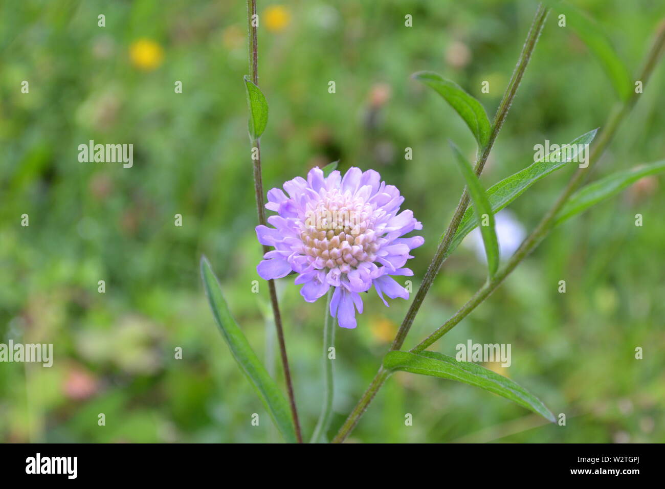 Kleine scabious (scabiosa Kolumbarien) Wildblumen an das Downe Bank, North West Kent, wo Charles Darwin, der in der Umgebung, Flora und Fauna zu studieren lebte Stockfoto