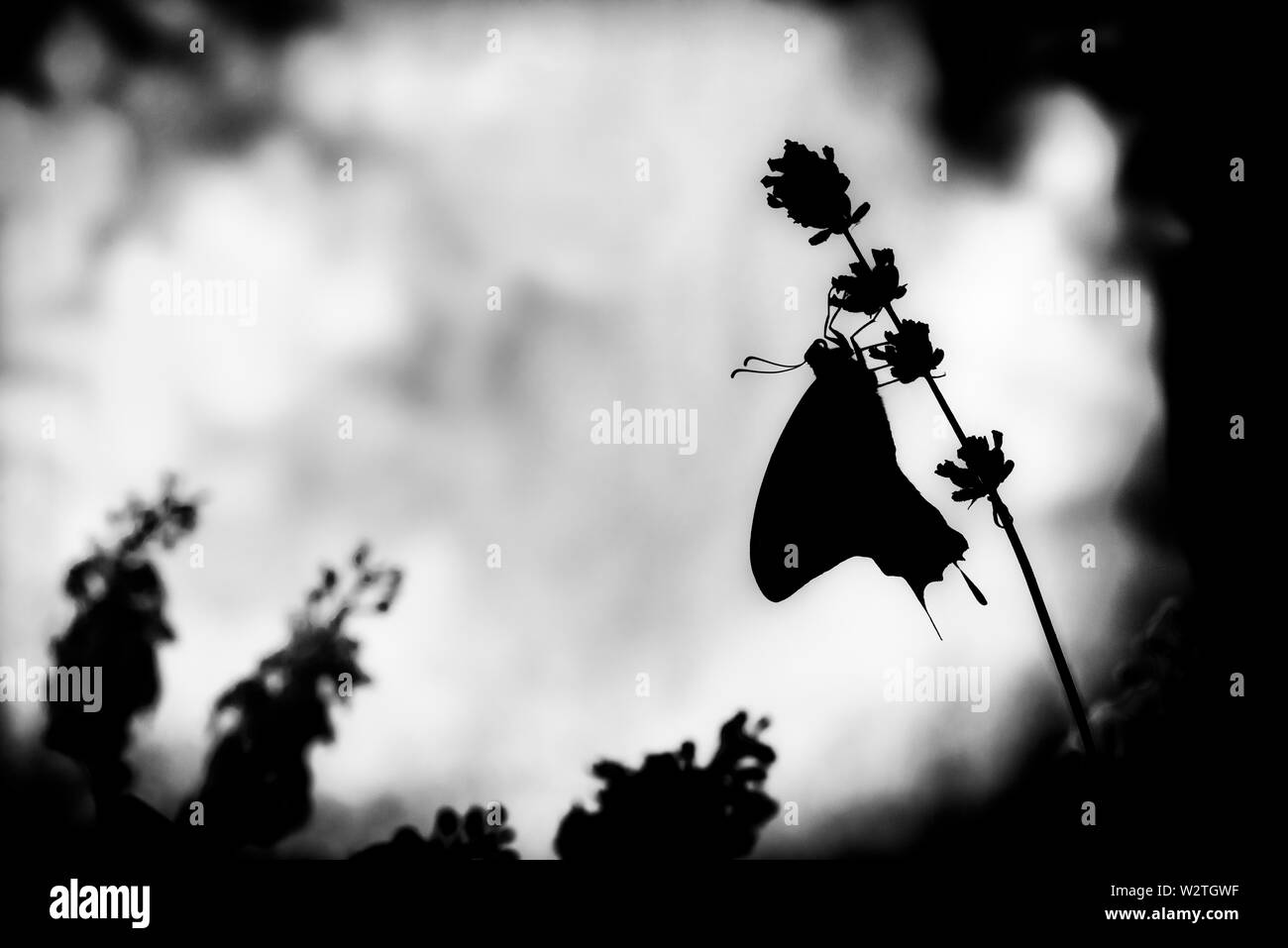Hintergrundbeleuchtung Schwarz und Weiß (b&w) Silhouette der Schwalbenschwanz Schmetterling Papilio rutulus - Seitenansicht Stockfoto