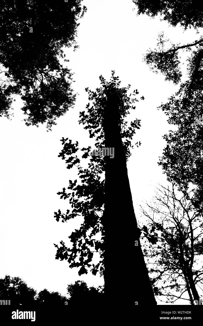 Einsamer Baum steht in Silhouette in einem North Florida Holz. Stockfoto