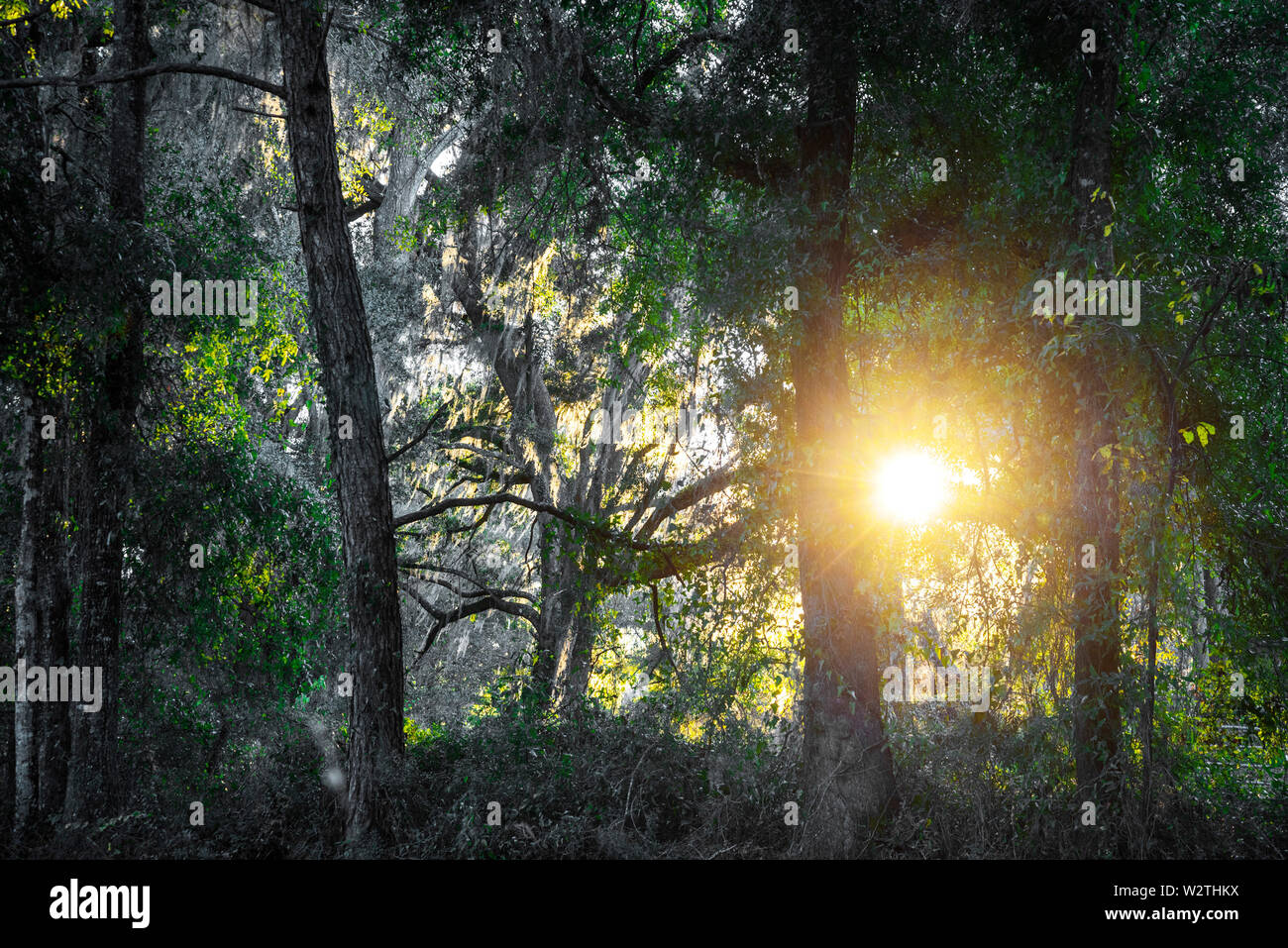 Sonnenuntergang in den Wäldern von North Florida. Stockfoto