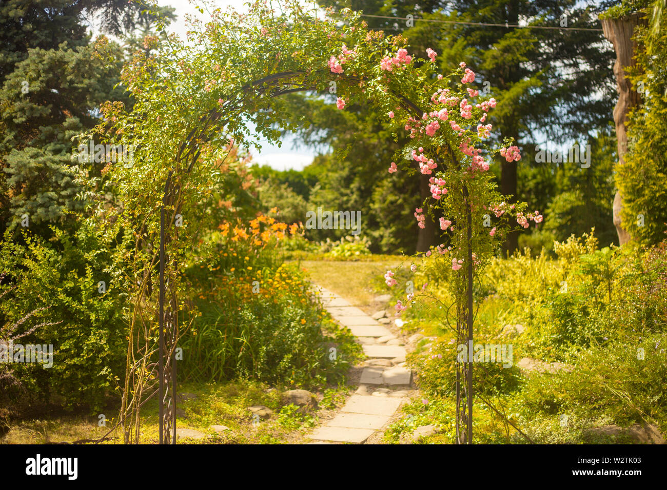 Dekorative arc mit Rosen im Sommer Garten in sonniger Tag Stockfoto