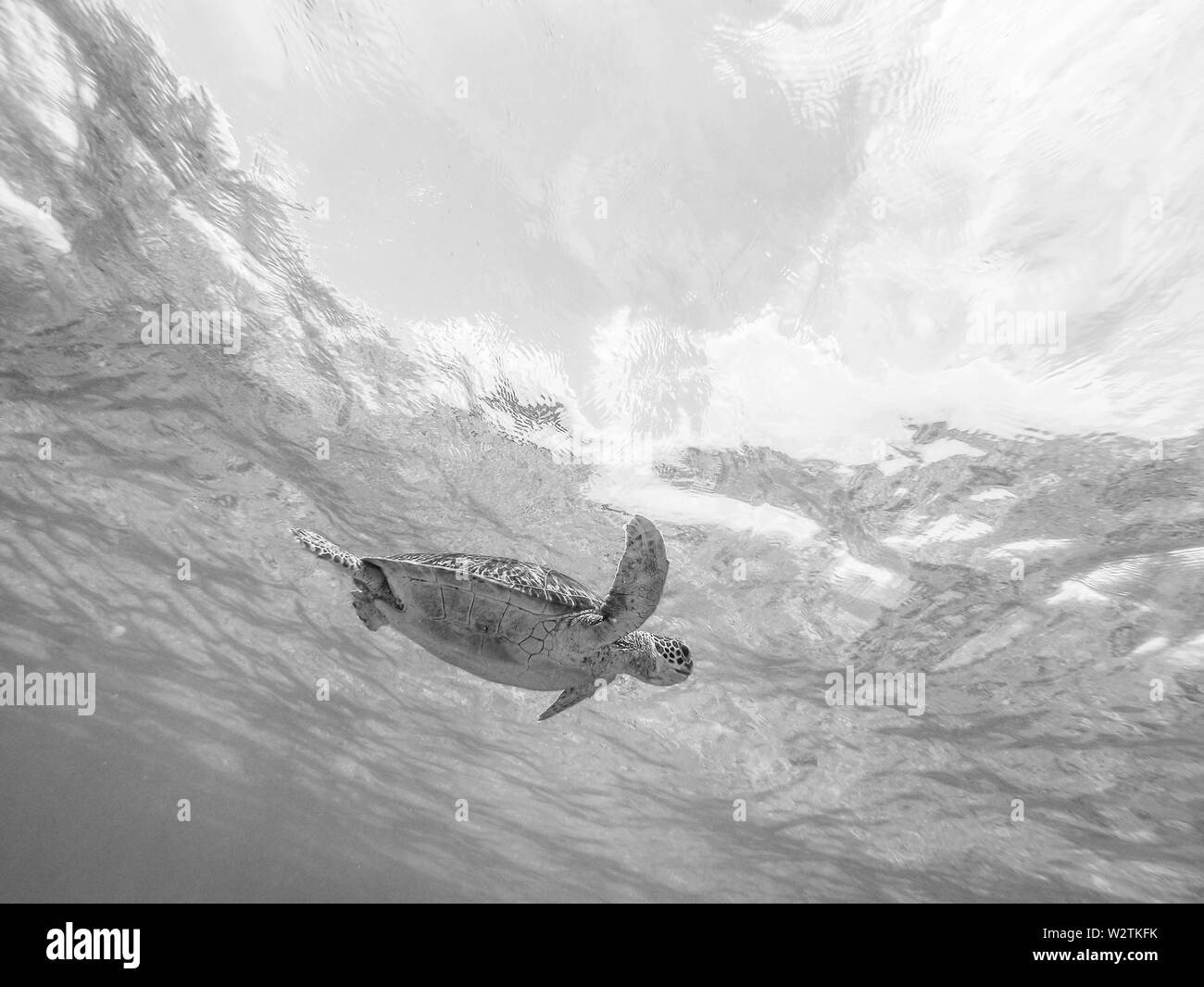Sea Turtle schwimmen frei im blauen Ozean. Stockfoto