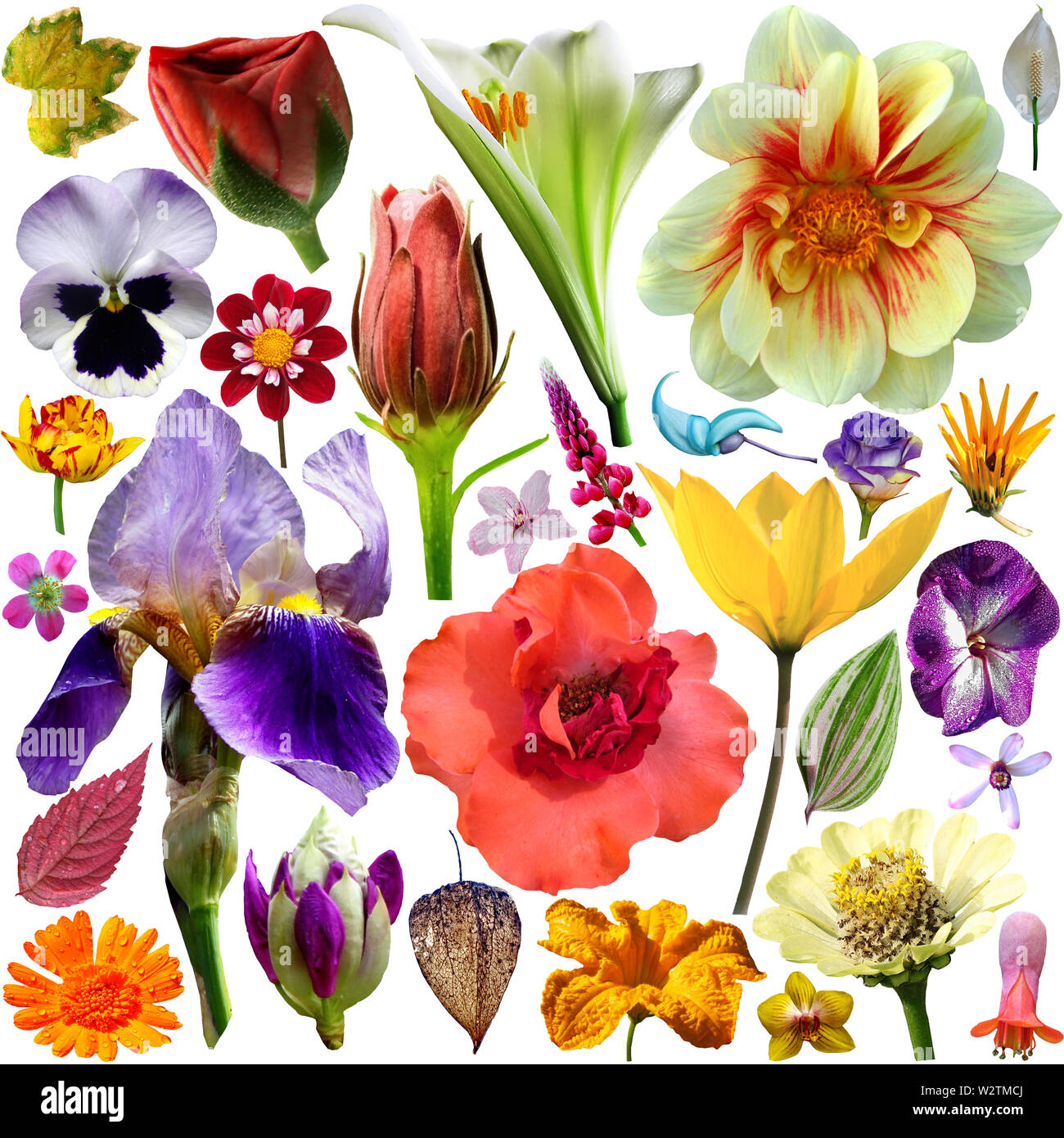 Große Auswahl an verschiedenen Blumen, Isolated on White Background Stockfoto