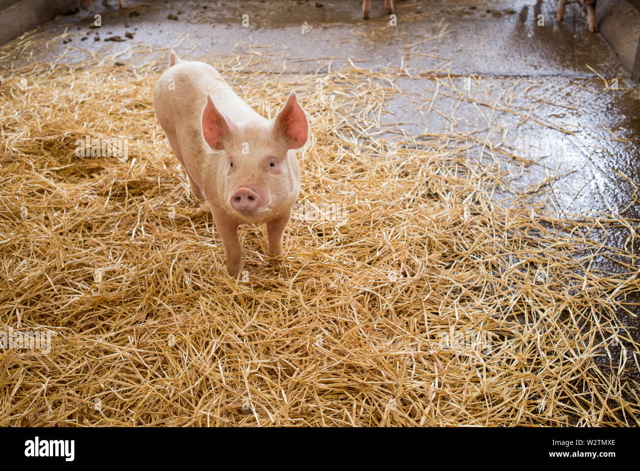 Ein schweinchen Kleine rosa Schwein mit angehobenem Ohren stehen auf Heu in einem Gehäuse in Schweinezucht Farm Stockfoto