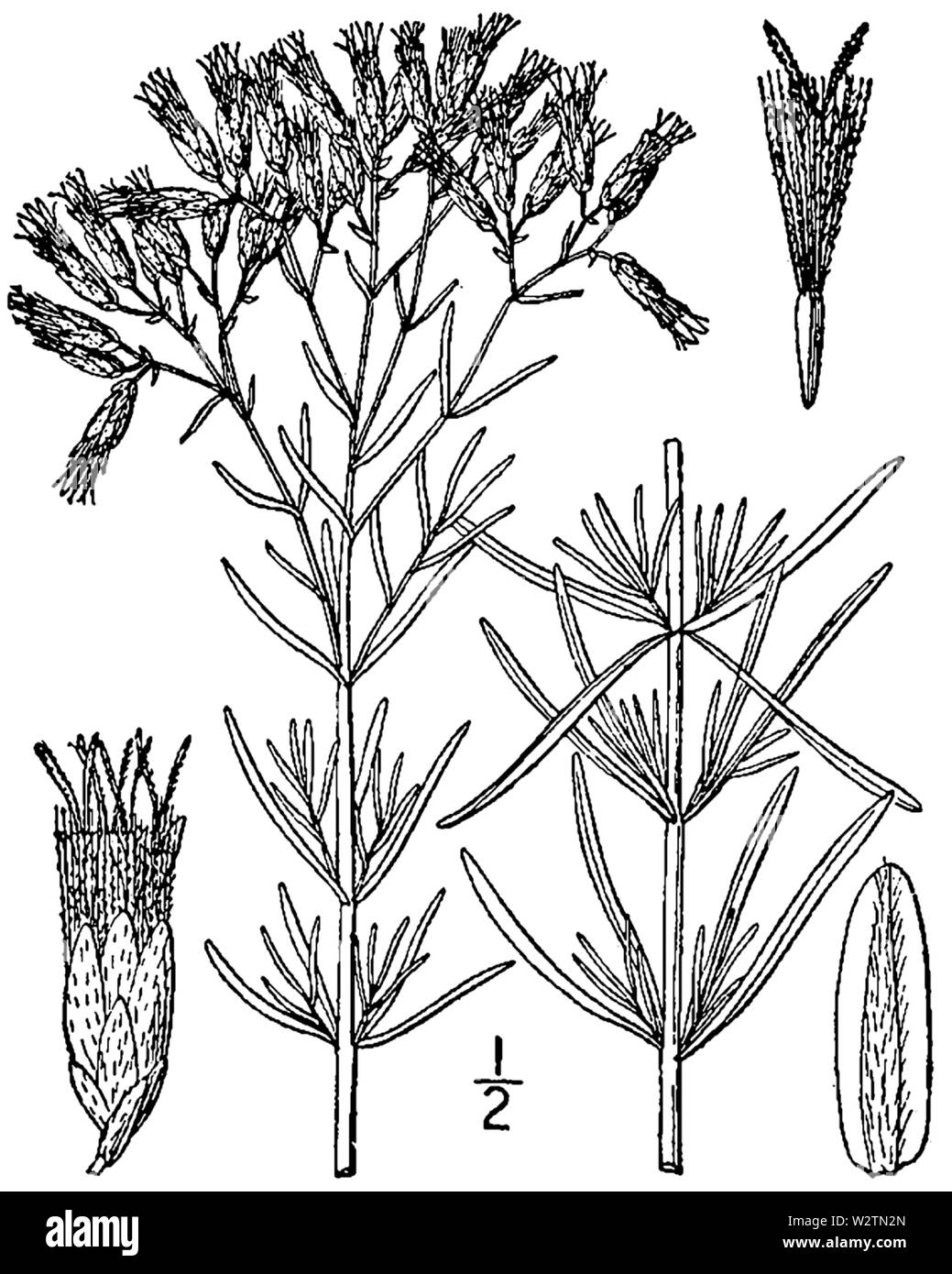Botanische Illustration von Eupatorium hyssopifolium aus dem Jahre 1913. Stockfoto