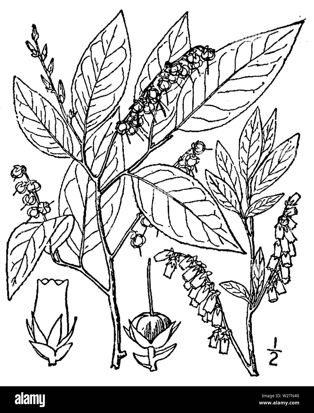 Botanische Illustration von Eubotrys racemosa aus dem Jahre 1913. Stockfoto