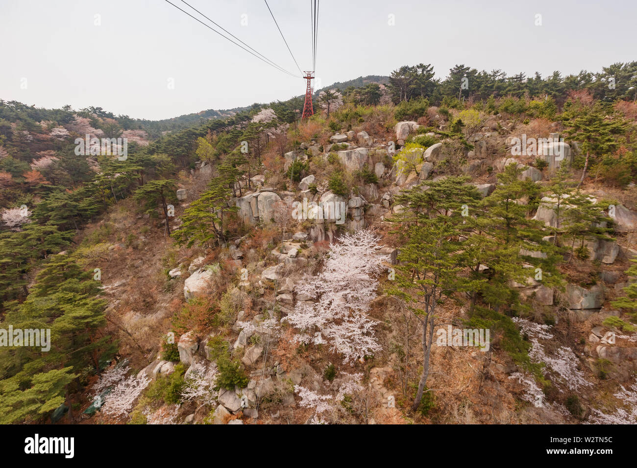 Luftaufnahme der Busan downtown Stadtbild mit cherry tree blossom bei Geumggan Park, Busan, Südkorea Stockfoto