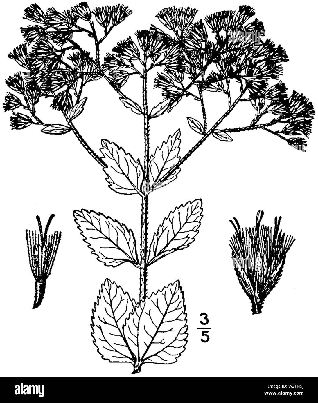 Eupatorium rotundifolium Zeichnung 01. Stockfoto