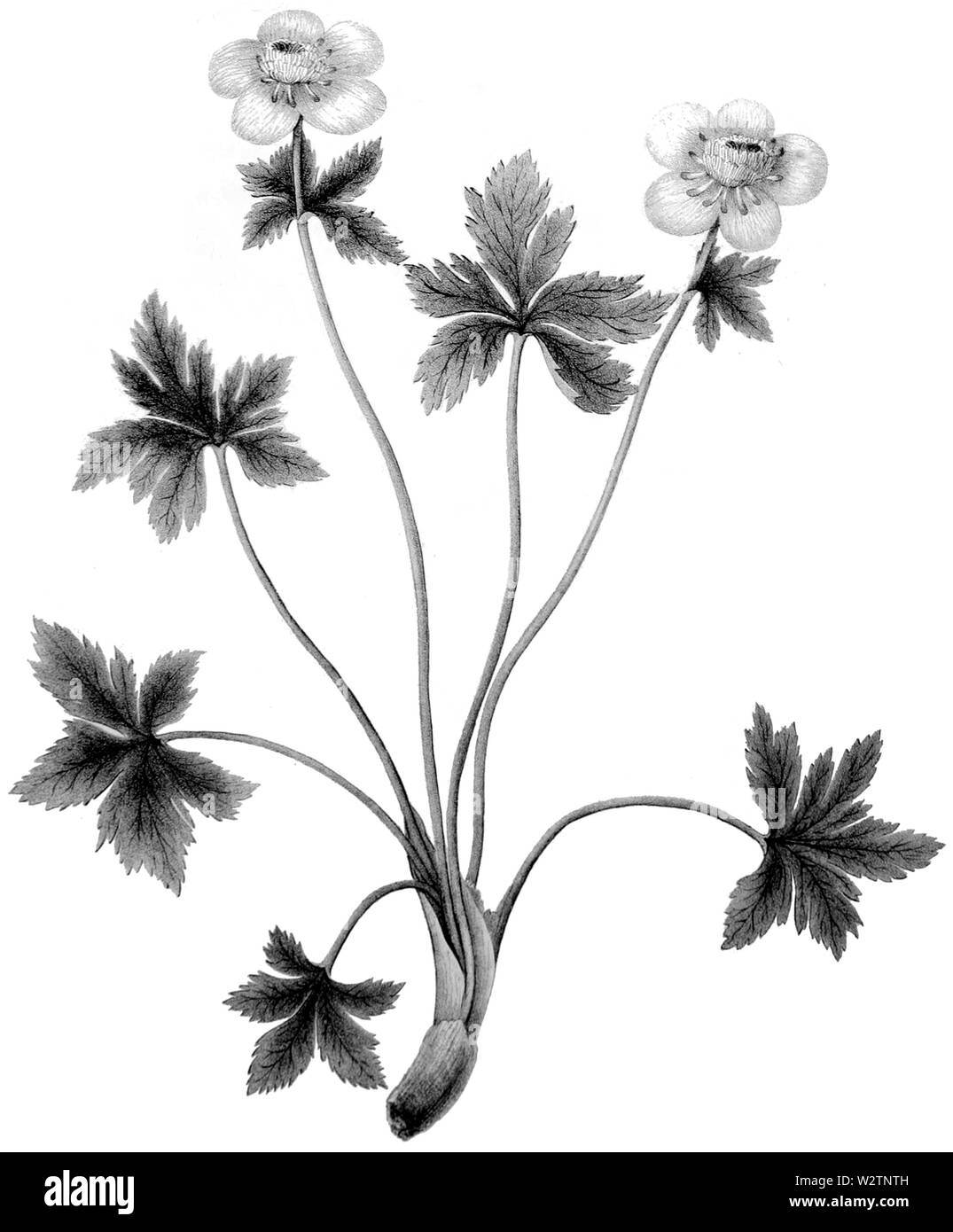 FNY-03 Trollius laxus Stockfoto