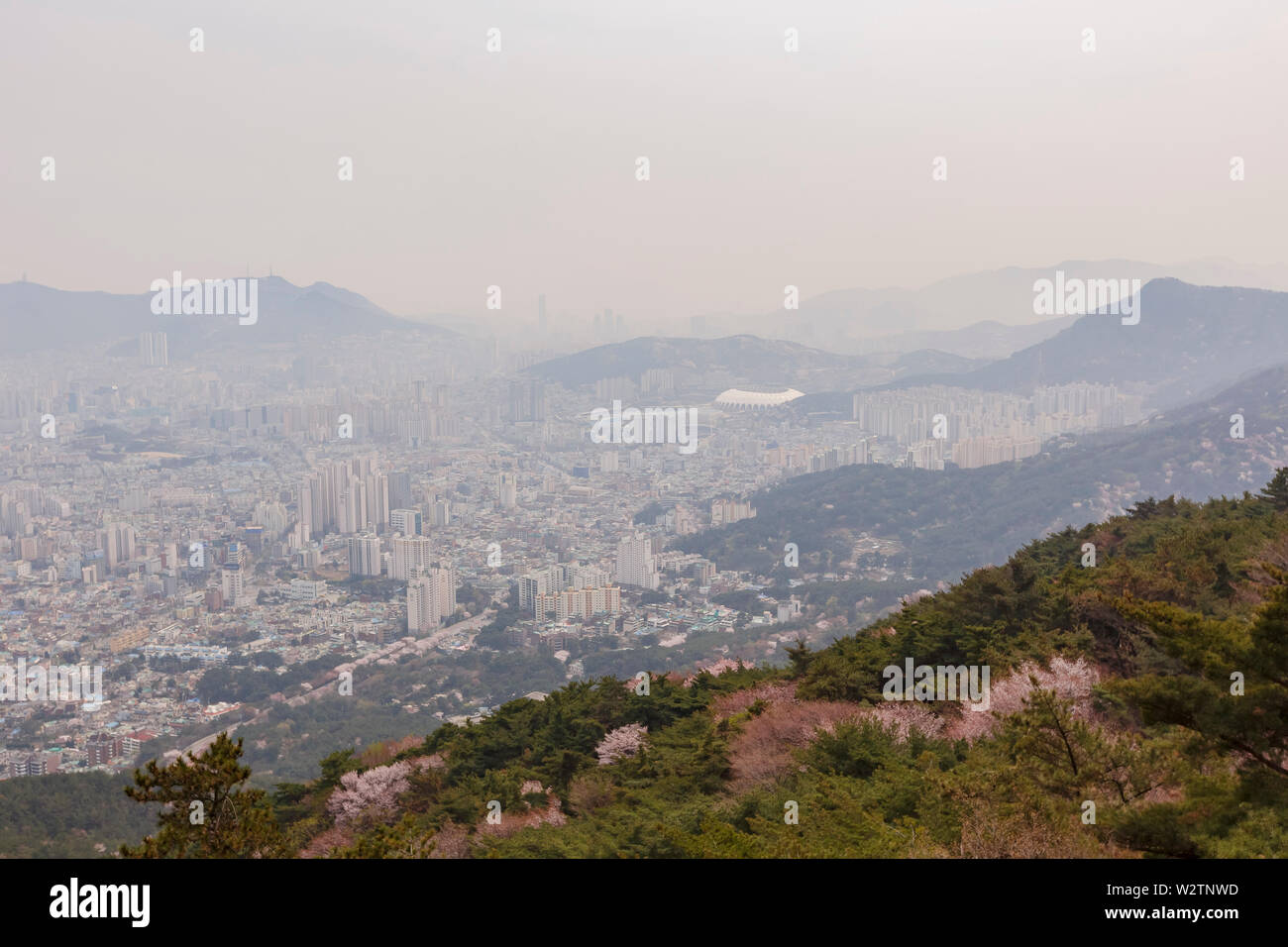 Luftaufnahme der Busan downtown Stadtbild mit cherry tree blossom bei Geumggan Park, Busan, Südkorea Stockfoto
