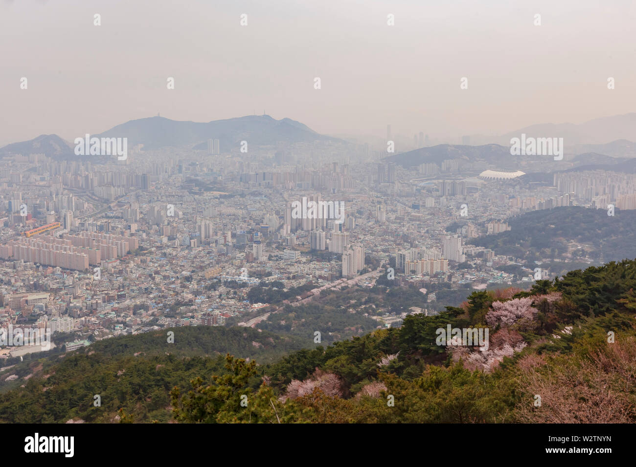 Luftaufnahme der Busan downtown Stadtbild mit cherry tree blossom bei Geumggan Park, Busan, Südkorea Stockfoto