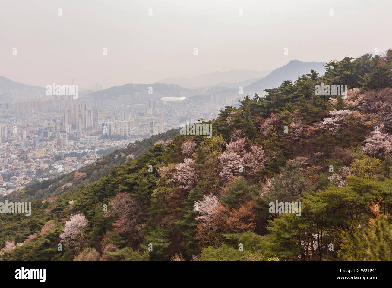 Luftaufnahme der Busan downtown Stadtbild mit cherry tree blossom bei Geumggan Park, Busan, Südkorea Stockfoto