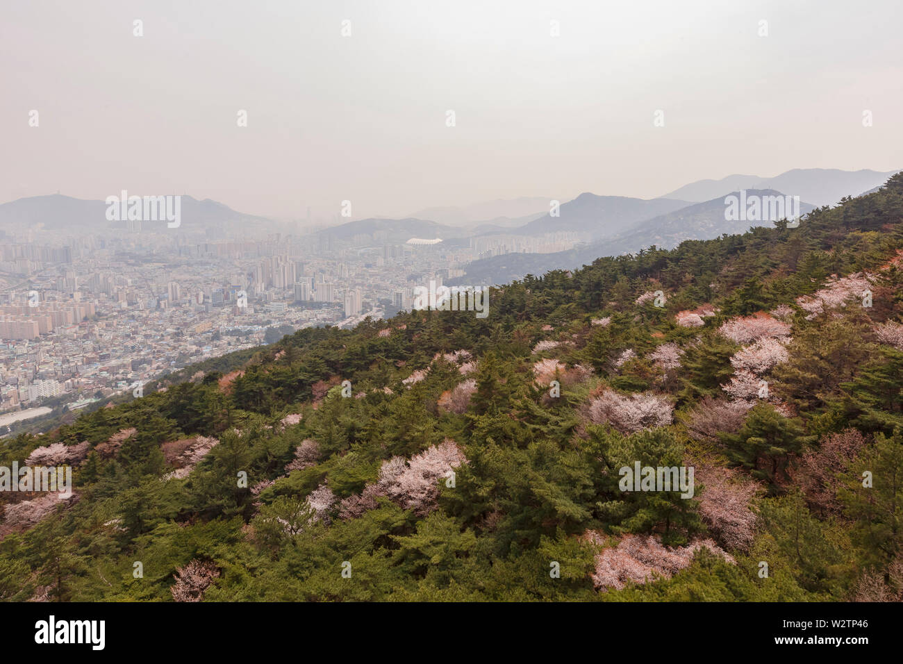 Luftaufnahme der Busan downtown Stadtbild mit cherry tree blossom bei Geumggan Park, Busan, Südkorea Stockfoto