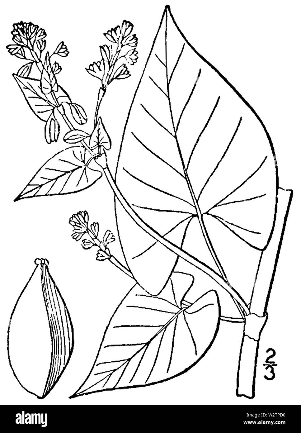 Fallopia scandens var scandens BB 1946-1974 Stockfoto