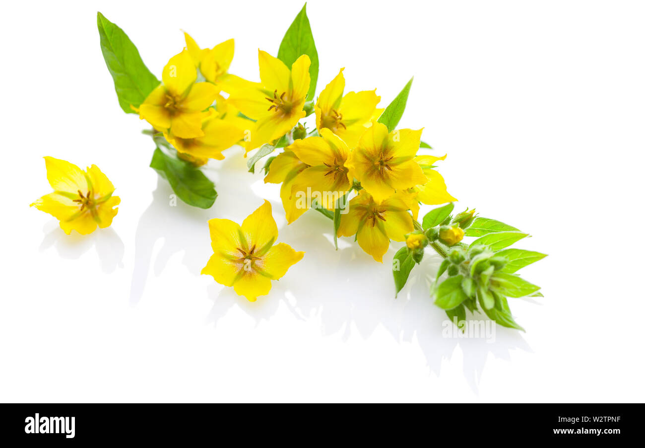 Gelbe Blumen auf einem weißen glänzenden Hintergrund. Isoliertes Objekt Stockfoto