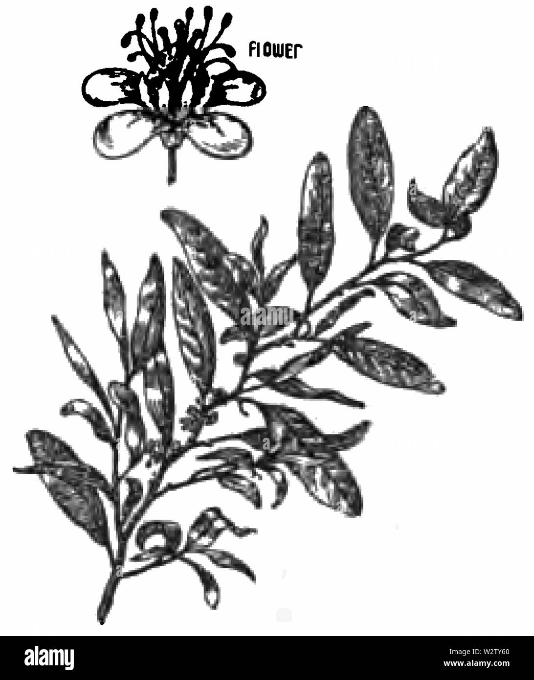 Fotg Kakao d 033 Blätter und Blüte Der cuca Strauch Stockfoto