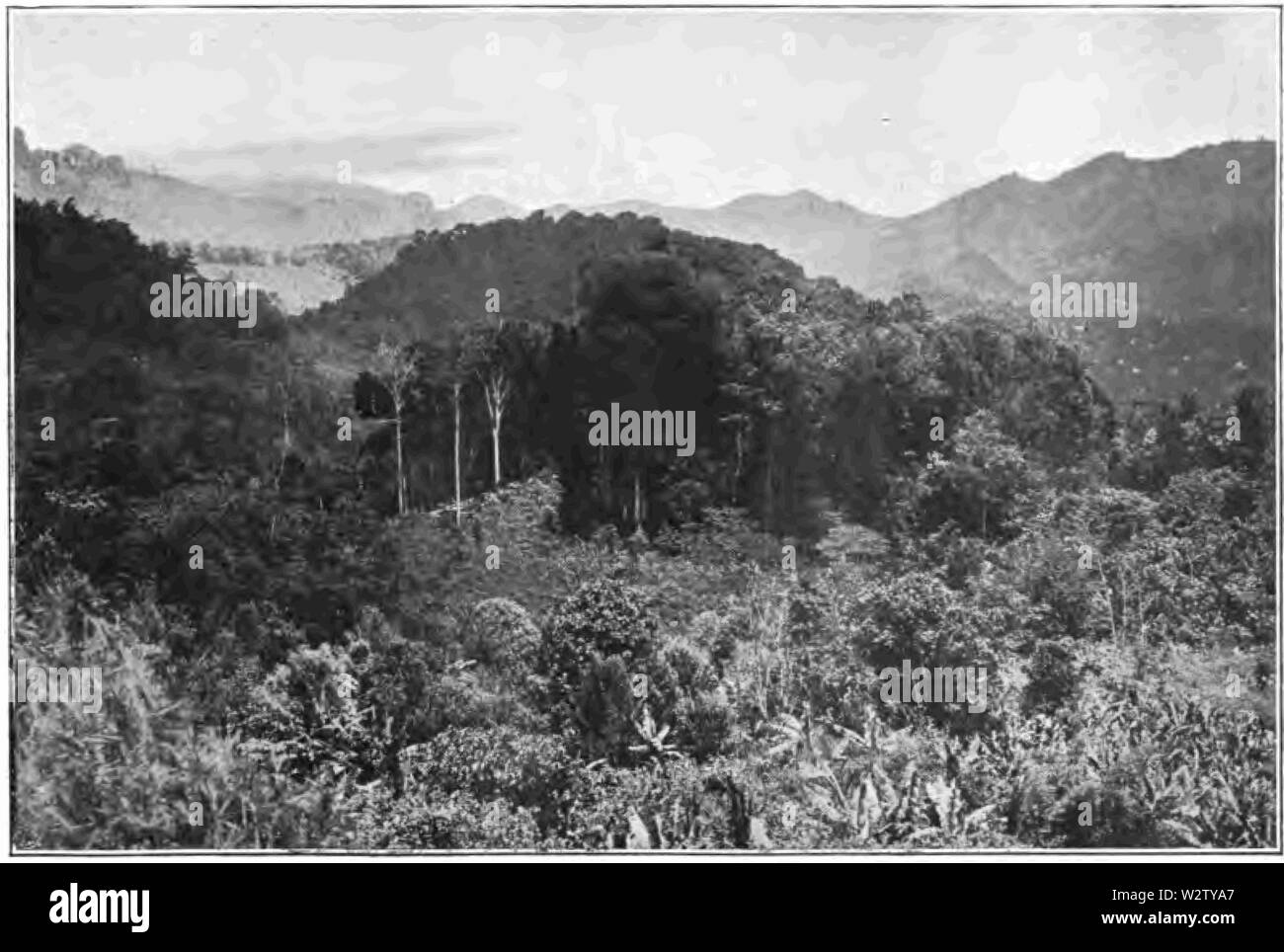 Fotg Kakao d 182 Hill cacao Immobilien in Grenada Bwi Stockfoto