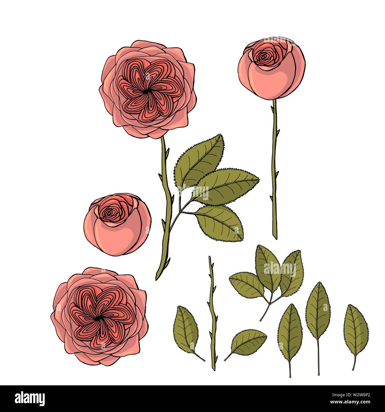 Hand gezeichnet Garten Rose Julia Blume floral Design Element isoliert auf weißem Hintergrund. Vektor Illustration. Stock Vektor