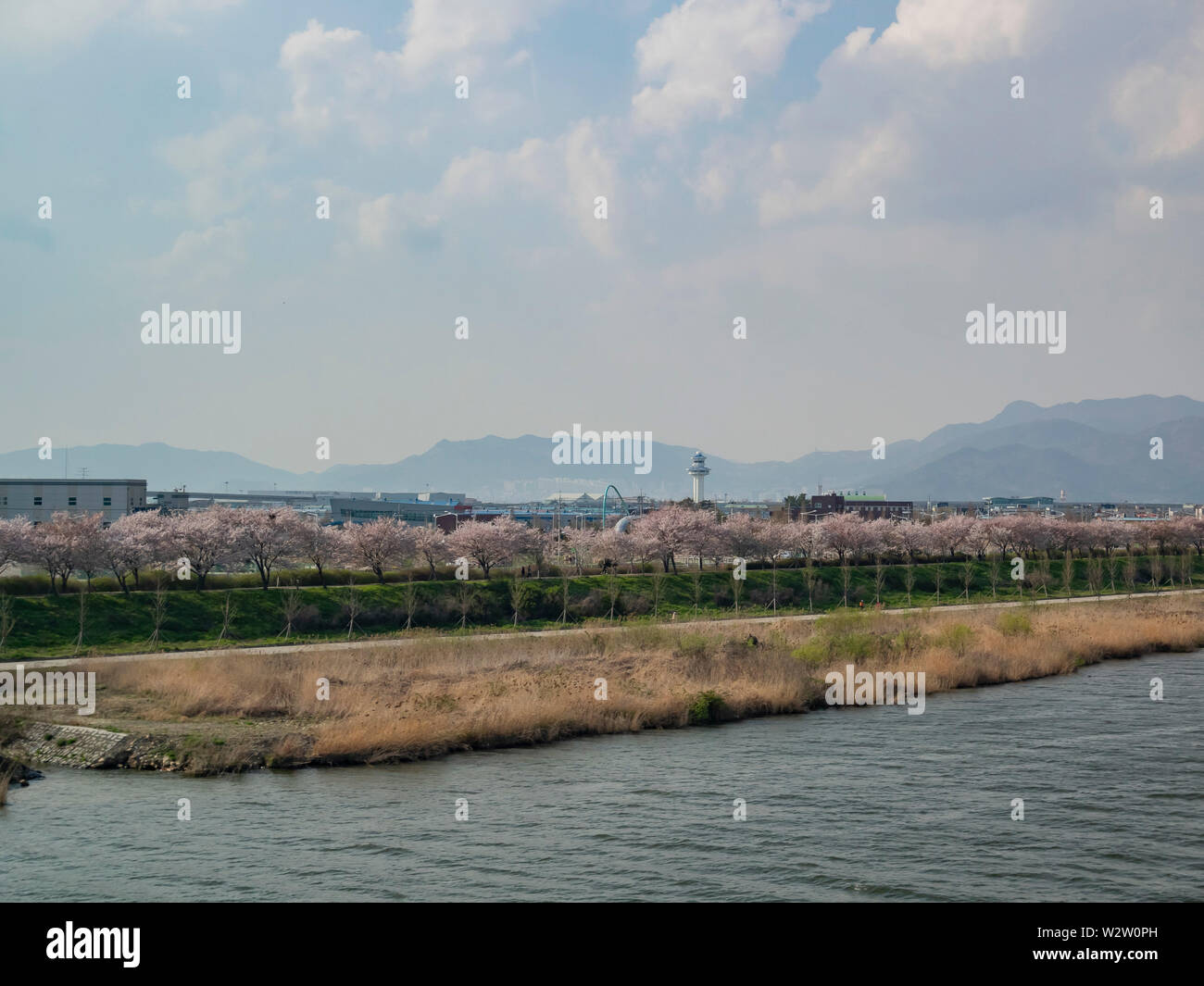 Luftaufnahme der Busan Stadtbild mit Cherry Blossom in Südkorea Stockfoto