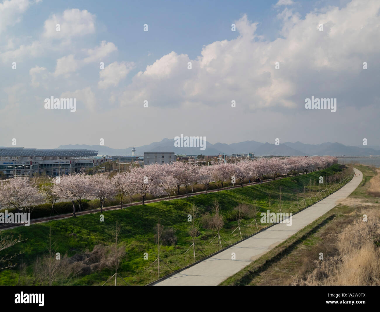 Luftaufnahme der Busan Stadtbild mit Cherry Blossom in Südkorea Stockfoto