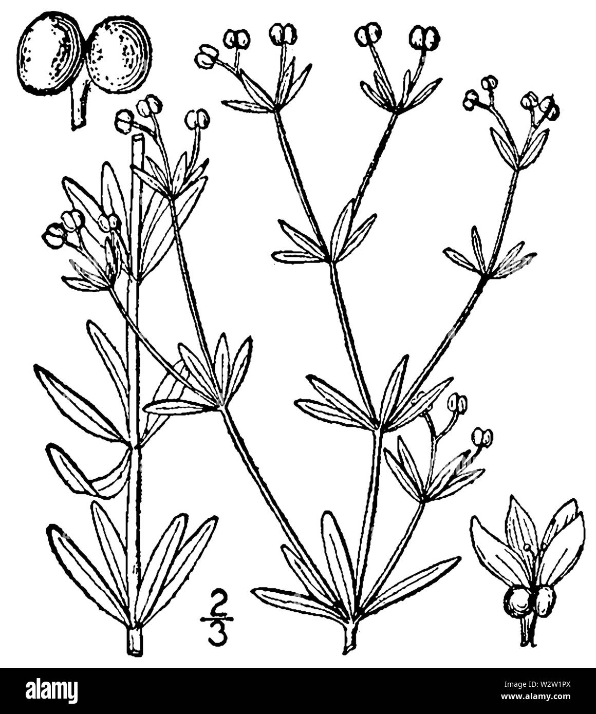 Galium tinctorium BB -1913-1 Stockfoto