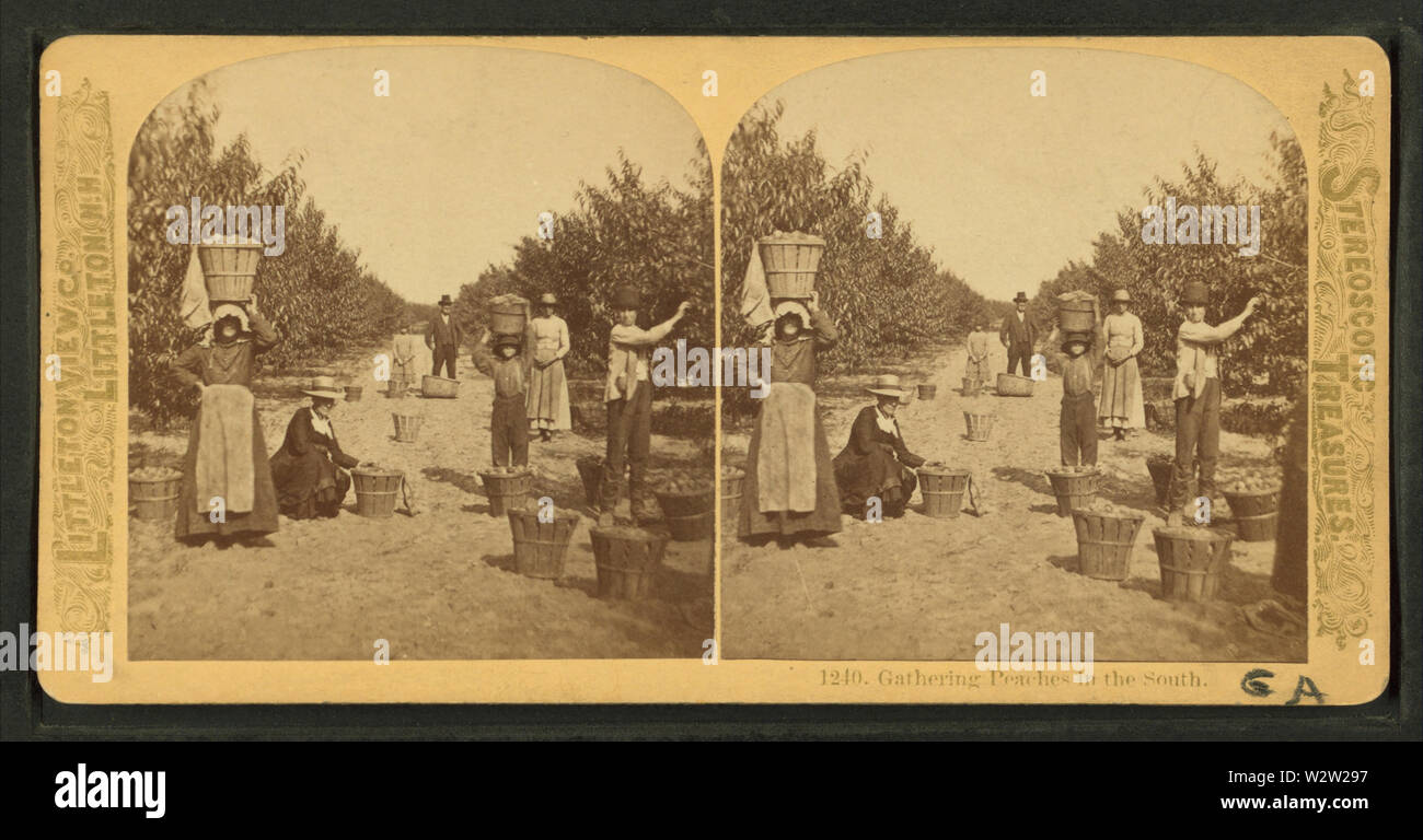 Sammeln Pfirsiche im Süden, von Littleton, Co Stockfoto