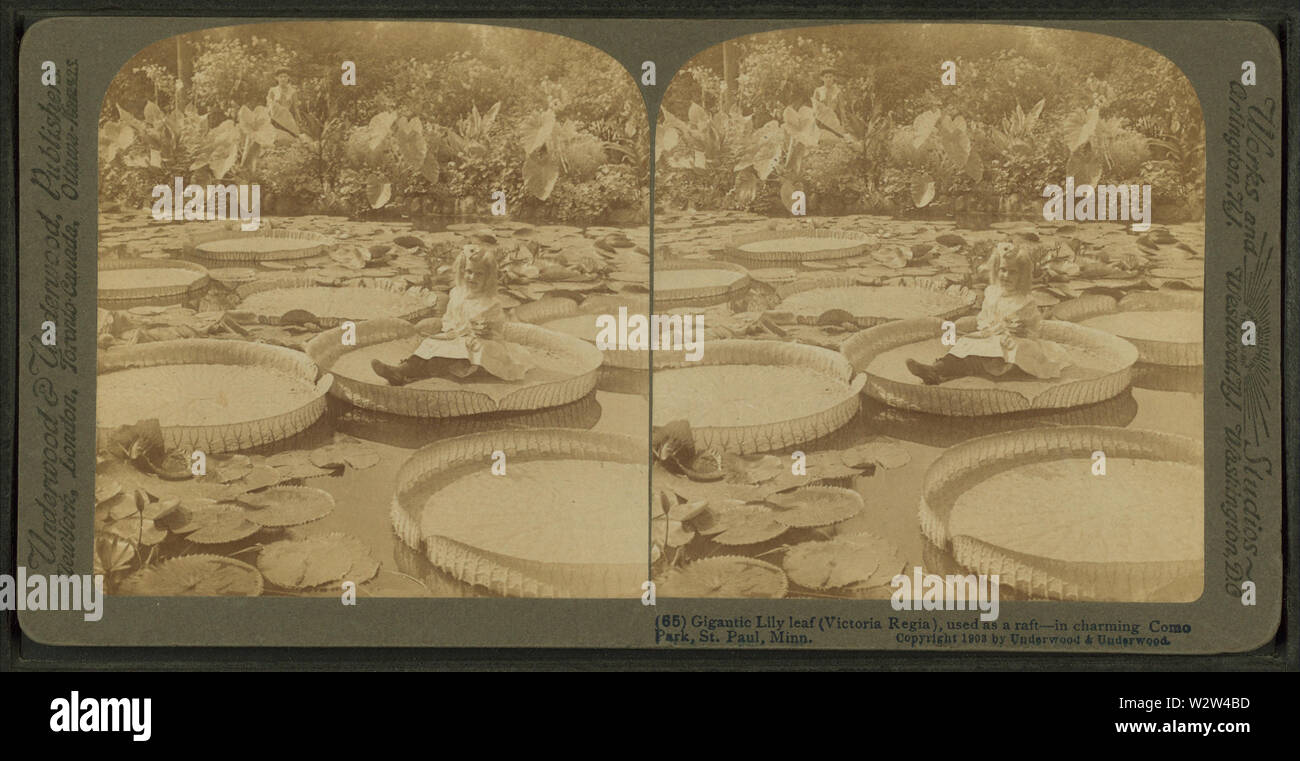 Gigantische lily Blatt (Victoria Regia) Als floss - in charmanten Como Park, St. Paul, Minn, von Underwood & Underwood verwendet Stockfoto