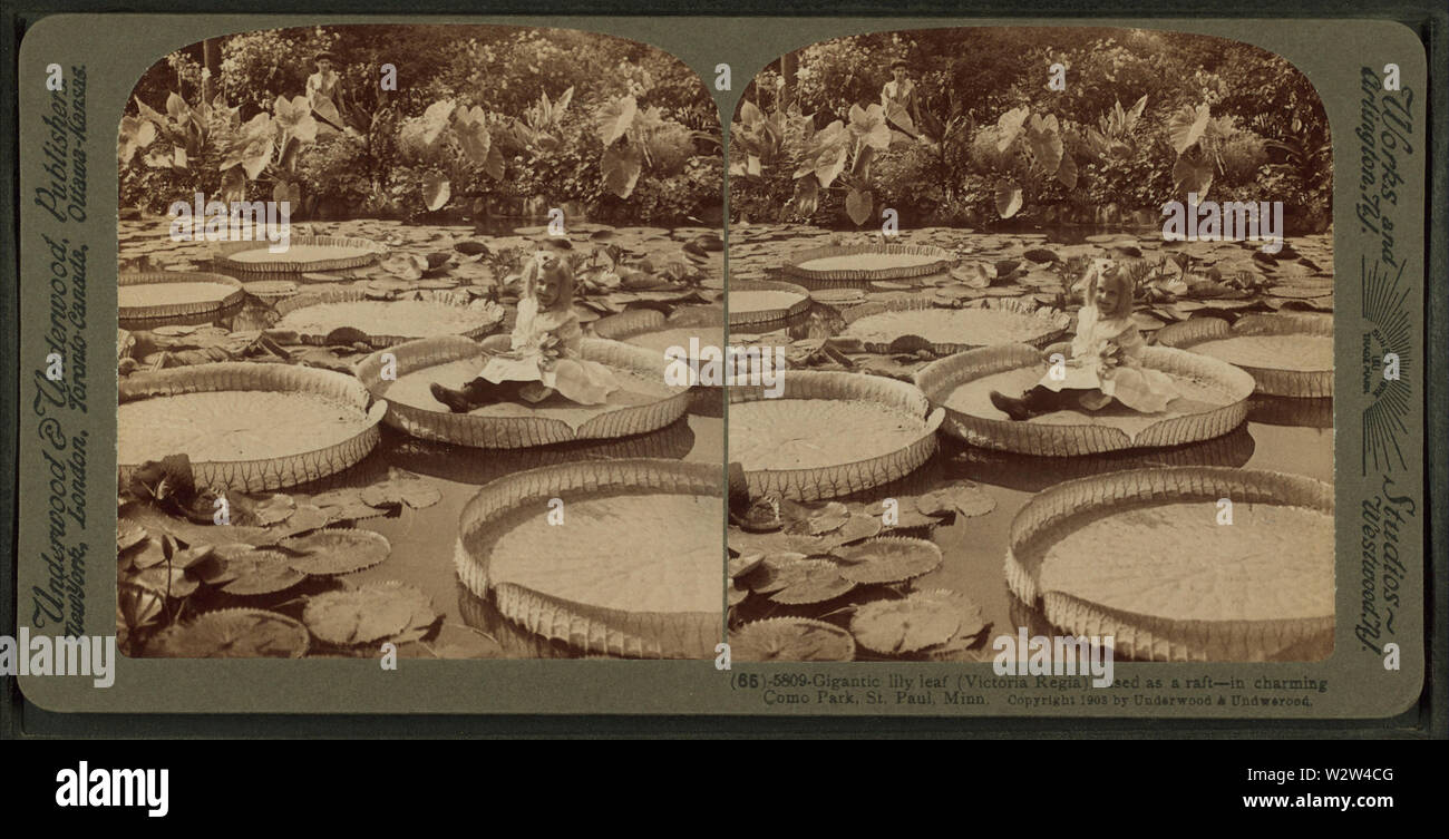 Gigantische lily Blatt (Victoria Regia) Als floss - in charmanten Como Park, St. Paul, Minn, von Underwood & Underwood 2 verwendet Stockfoto
