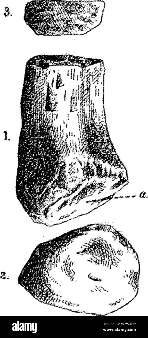 Gilmore Hinweise zur osteologie der Baptanodon Abb. 11 Stockfoto