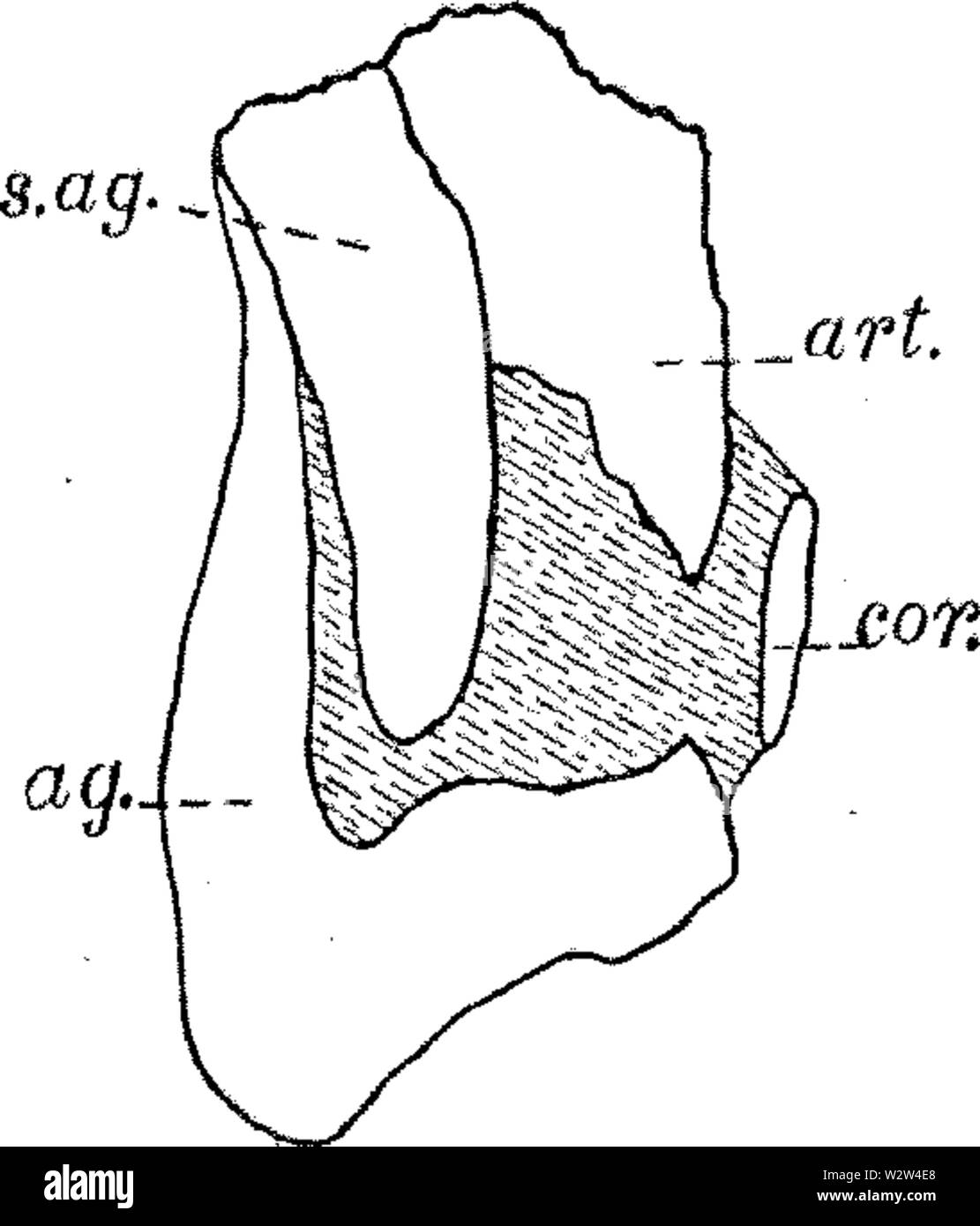 Gilmore Hinweise zur osteologie der Baptanodon Abb. 2 Stockfoto