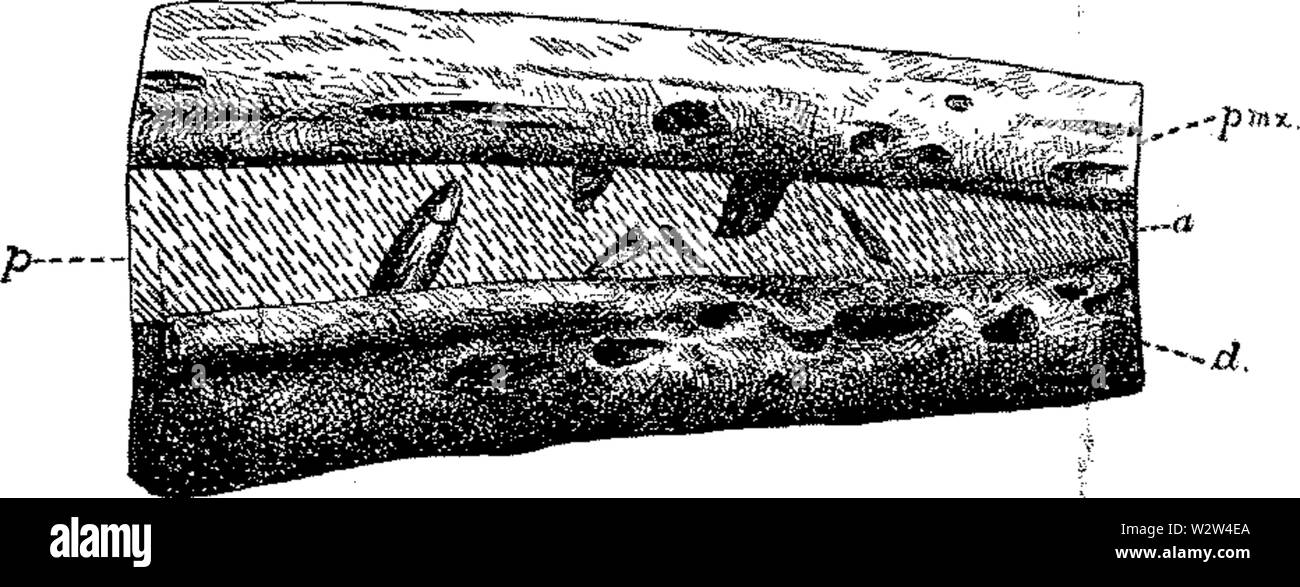 Gilmore Hinweise zur osteologie der Baptanodon Abb. 4 Stockfoto
