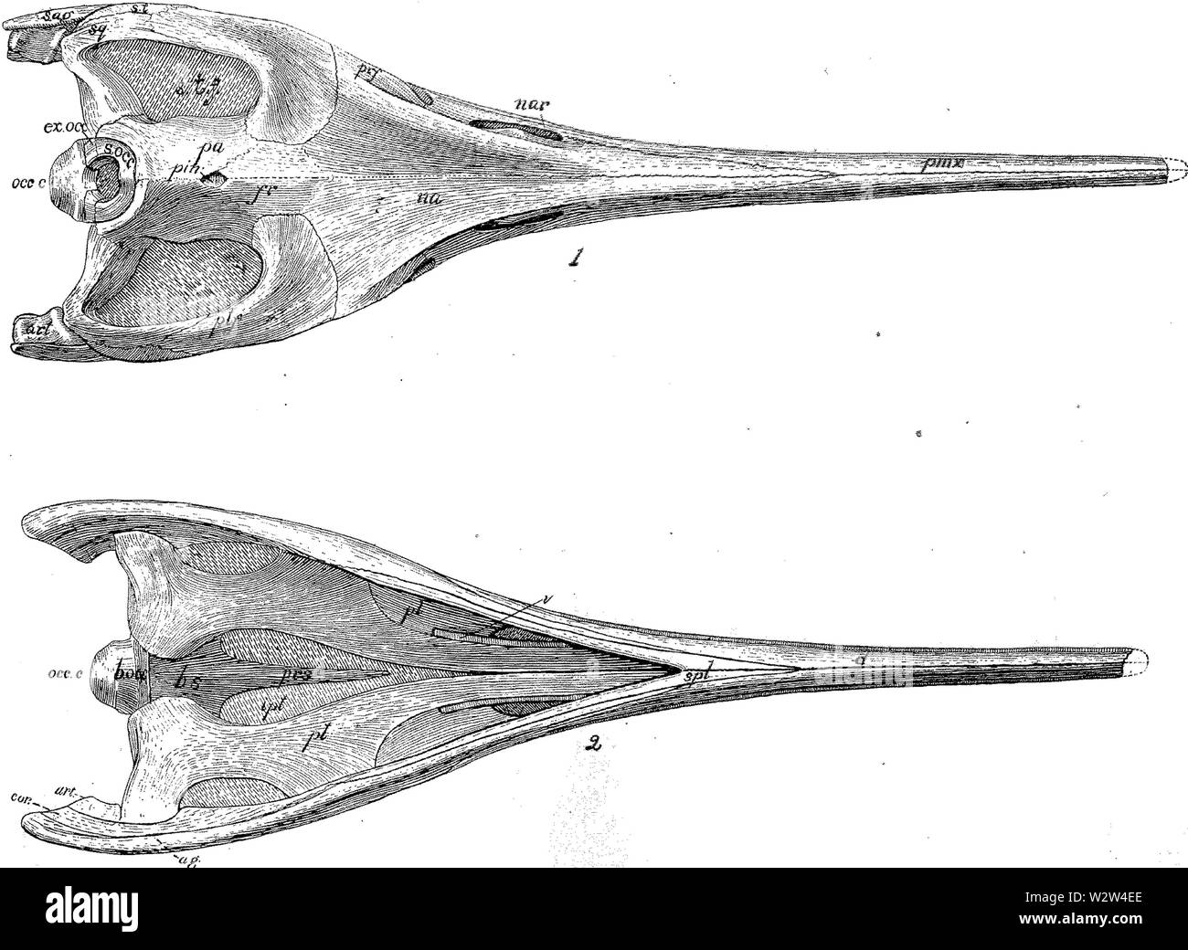 Gilmore Hinweise zur osteologie der Baptanodon Platte XXXVII Stockfoto
