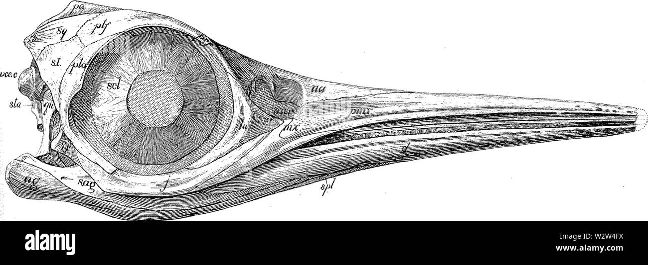 Gilmore Hinweise zur osteologie der Baptanodon Platte XXXVI Stockfoto