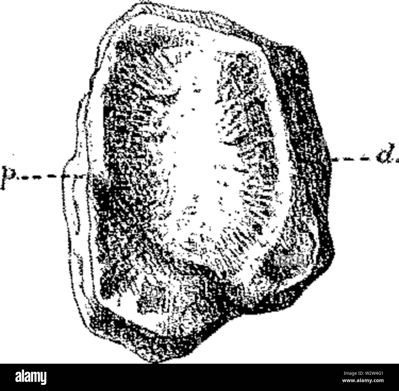 Gilmore Hinweise zur osteologie der Baptanodon Abb. 9 Stockfoto