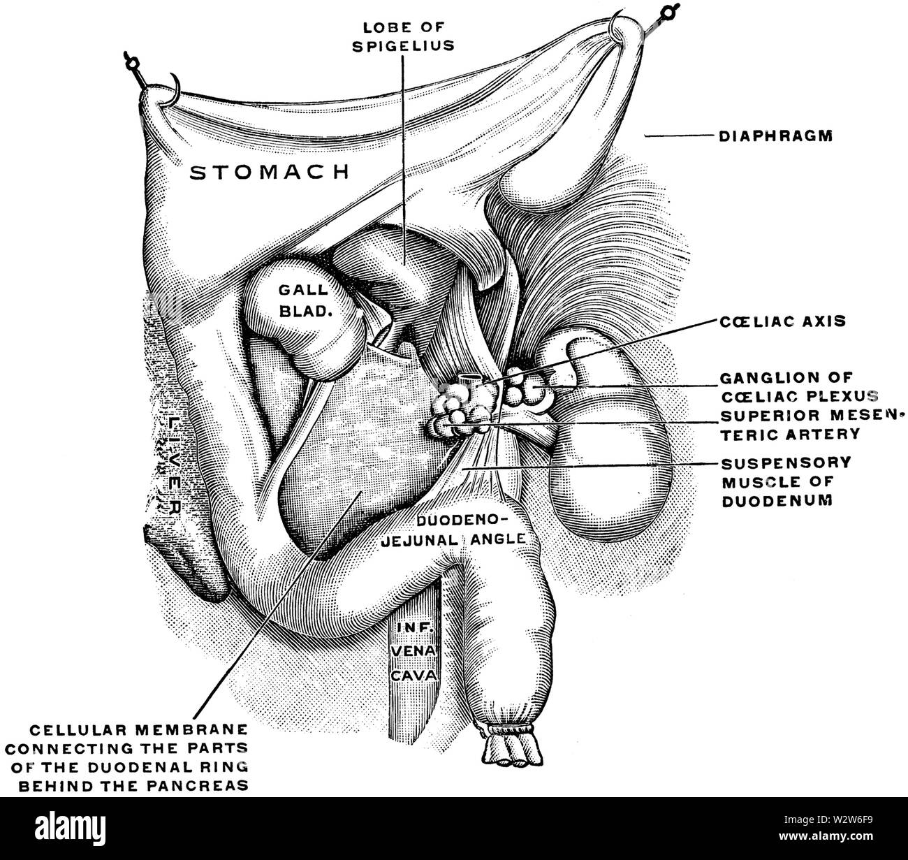 Grau 1913 1285 Stockfoto