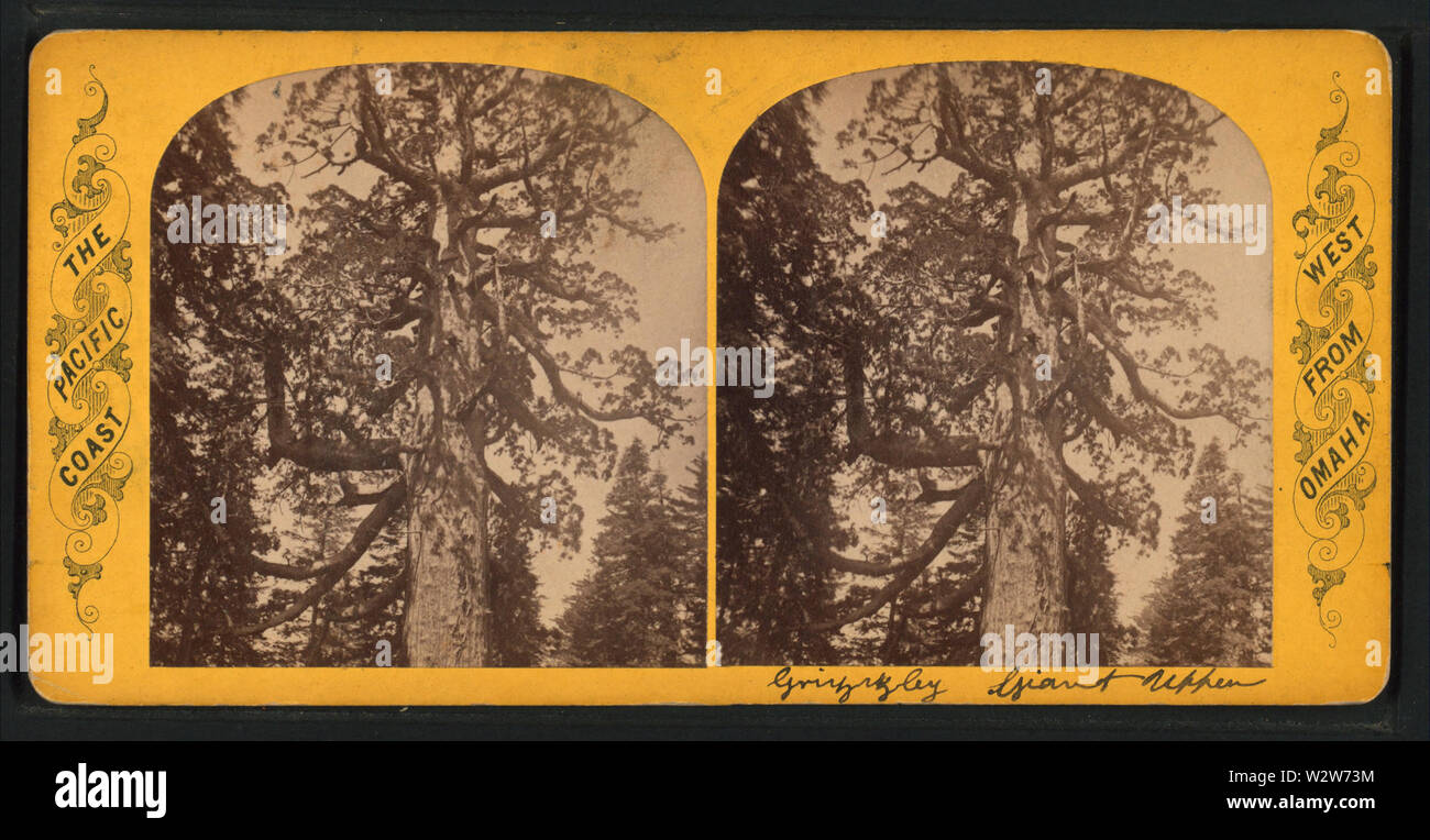 Grizzly Giant, oberer Abschnitt, von Robert N Dennis Sammlung von stereoskopische Ansichten Stockfoto
