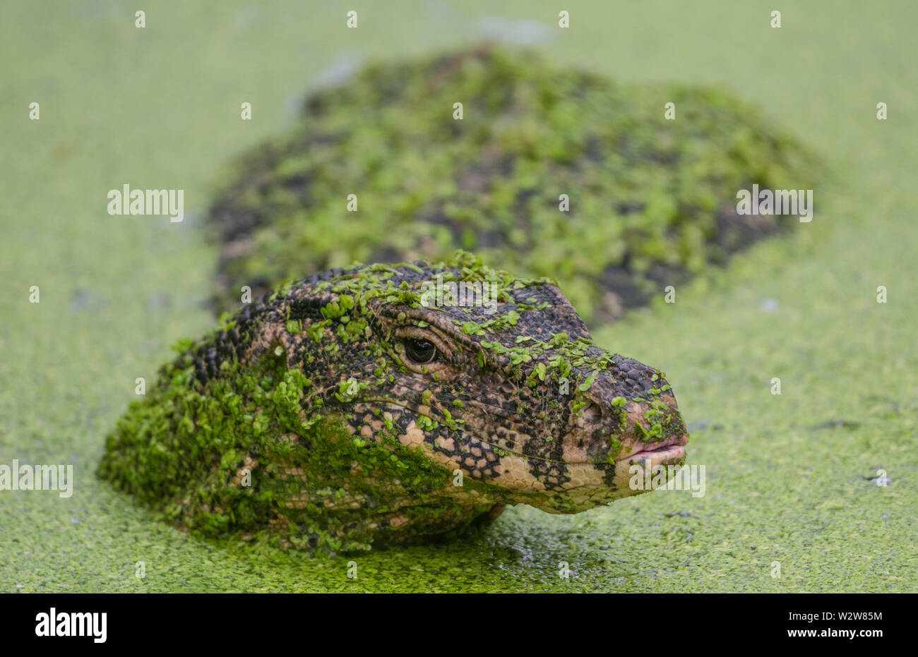 Südostasiatischer Wassermonitor (Varanus salvator macromaculatus) aus Bangkok, Thailand. Stockfoto
