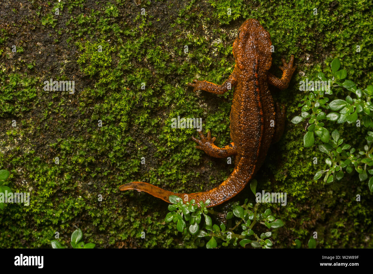 Cranial ridges -Fotos und -Bildmaterial in hoher Auflösung – Alamy