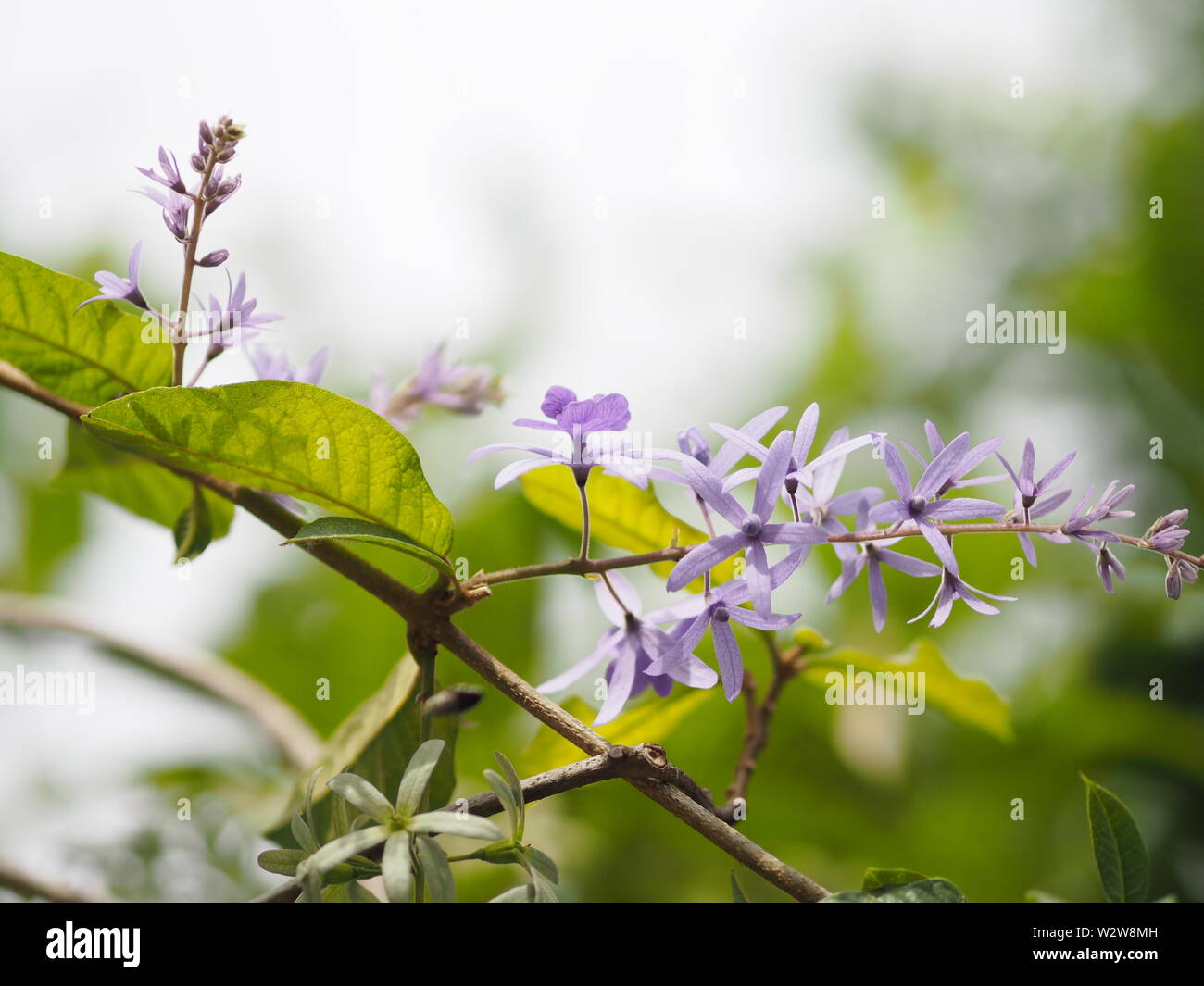 Blume lila Blumenstrauß aus fünf Blütenblätter, wie ein 5-Blütenblatt hingewiesen, die Spitze der Blütenblätter sind behaart, die Unterseite der Blütenblätter an der Leitung angeschlossen ist, Innen Stockfotografie