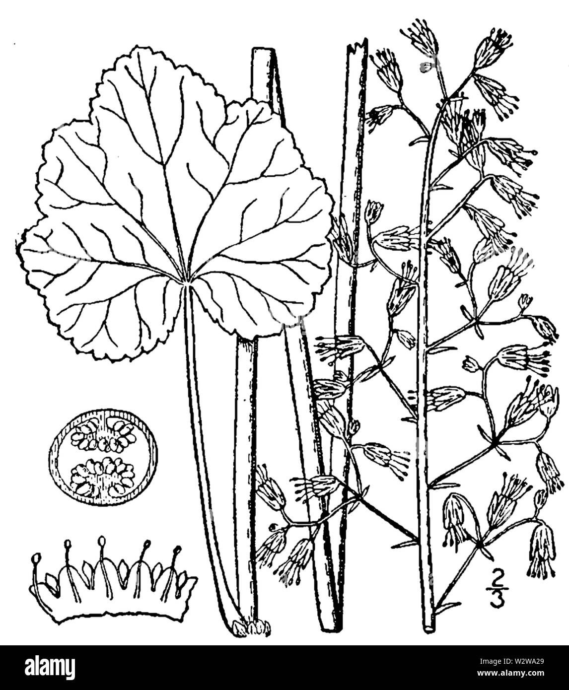 Botanische Illustration der Heuchera americana aus dem Jahre 1913. Stockfoto