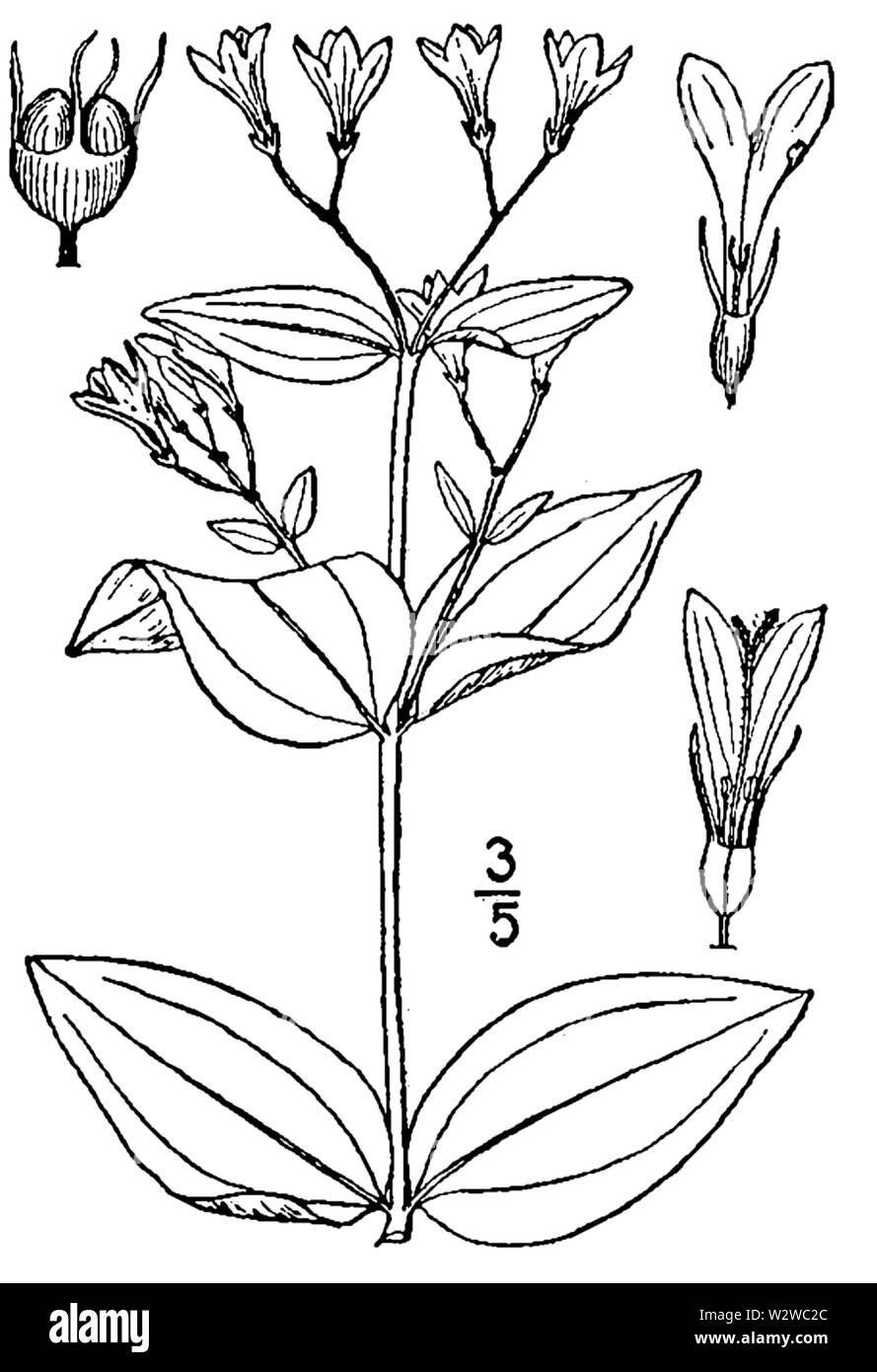 Botanische Illustration von Houstonia purpurea aus dem Jahre 1913. Stockfoto