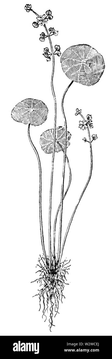 Hydrocotyle umbellata Harpers-099 Stockfoto