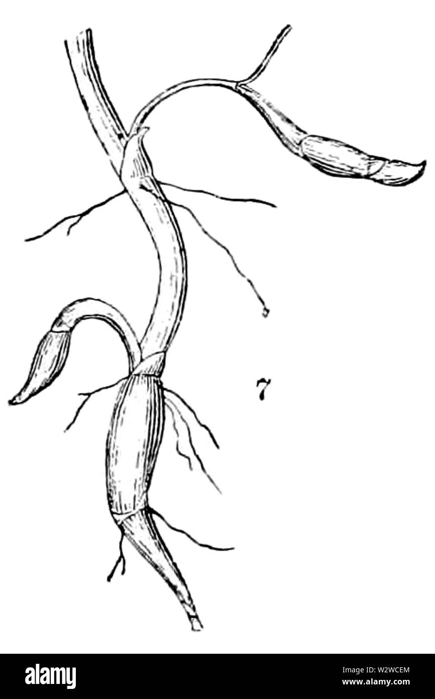 Hydrocotyle americana Notes-07 Stockfoto