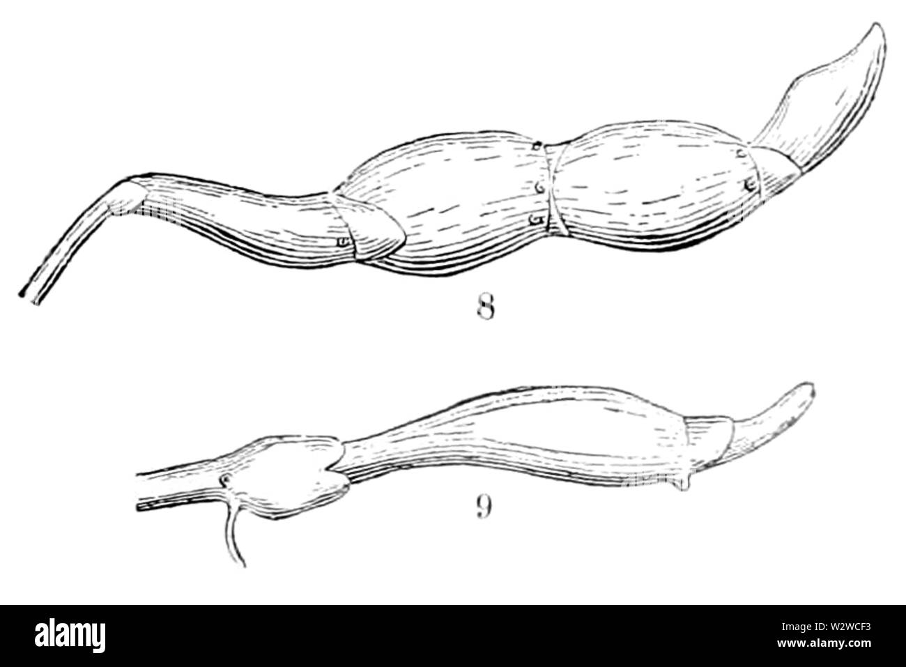 Hydrocotyle americana Notizen -08-09 Stockfoto