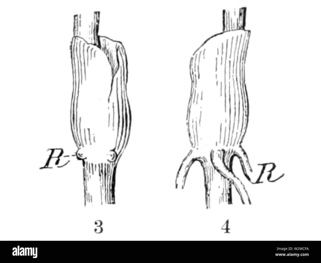 Hydrocotyle americana Notizen -03-04 Stockfoto