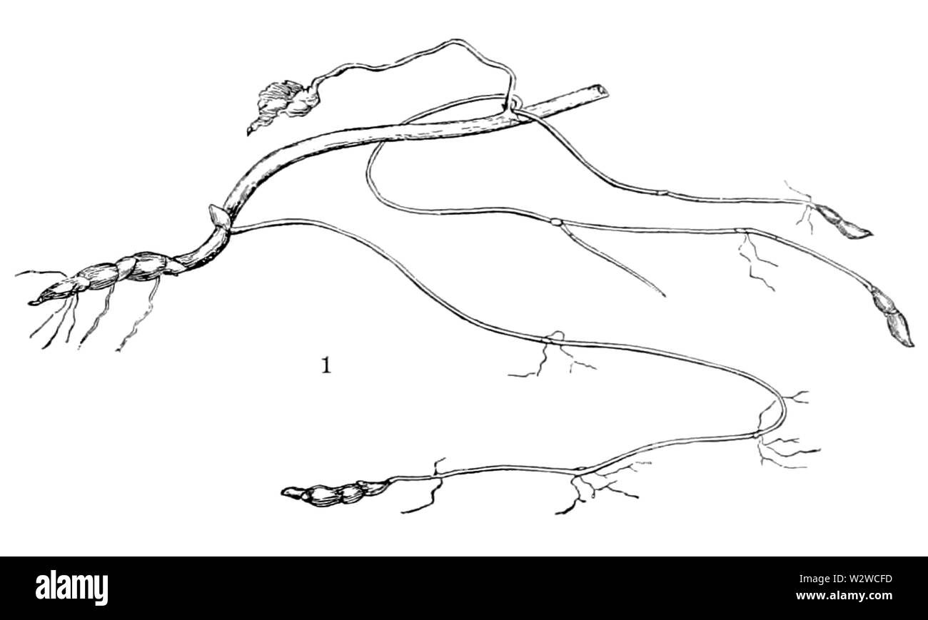 Hydrocotyle americana Notes-01 Stockfoto